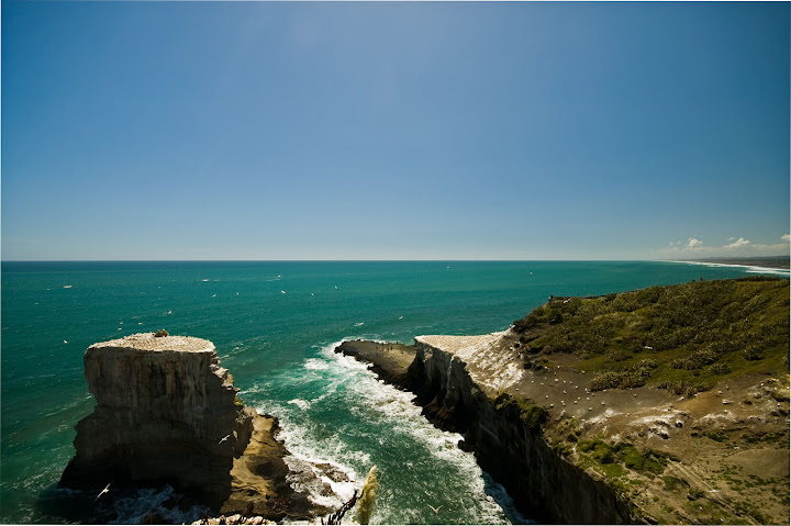 Muriwai Gannet Colonies and Coastline