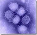 Imagem do vírus H1N1.