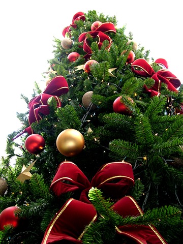 [Christmas_tree_sxc_hu[5].jpg]