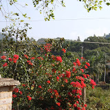 家花烂漫时