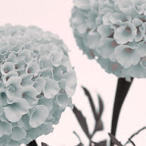 朝花夕拾