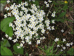 May6bluets