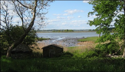 Salt Marsh