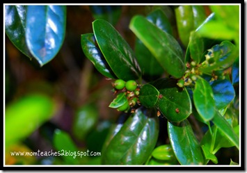 berries