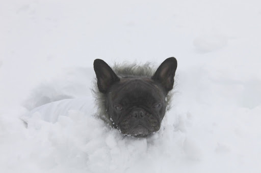 There's snow and then there's snow!  Let's go back inside.  So much for the new white snow parkas.