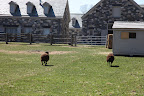 Egads!!!  Baaa!!  Baaa!!  Where do we hide?  Let's hope that fence holds!
