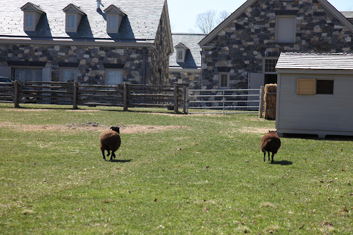 Egads!!!  Baaa!!  Baaa!!  Where do we hide?  Let's hope that fence holds!