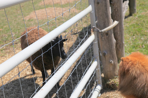Well, Baa Baa Black Sheep - It's like this.  Sharkey wants to be friends, but she has difficulty controlling some...err... instinctual urges.