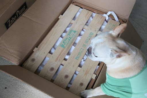 Whatever is in this crate is a product of Holland.