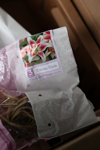 Candy Club is a very special lily in its color combination of deep red with yellow shades.