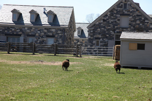 Baaaa!!!  Let's get away from that noisy and threatening Frenchie!