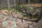OMG, Franny!  This isn't exactly a mighty river.  In fact, it looks pretty narrow to me.  And those nefarious plants that you spoke of are just some harmless skunk cabbage!