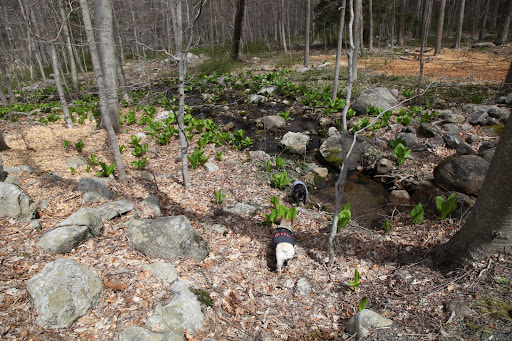 OMG, Franny!  This isn't exactly a mighty river.  In fact, it looks pretty narrow to me.  And those nefarious plants that you spoke of are just some harmless skunk cabbage!