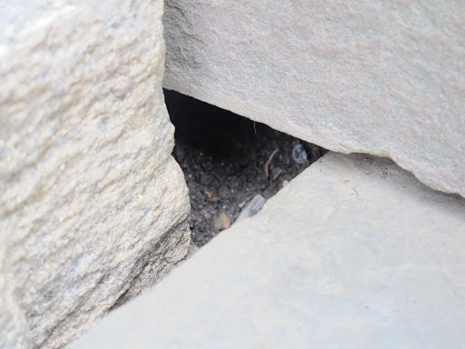 I suppose he escaped to his little burrow under the stoop.  Martha's not so happy that they live under there, but there's not much that anyone can do.  Bad tenants are difficult to deal with.