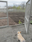 Now, it's out to the vegetable garden.