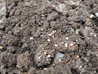 What's that, Ryan?  I'm spreading them to close together?  OK, I'll be more careful with the remaining seeds.