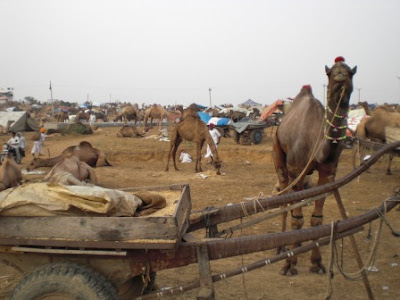 Pushkar Camels