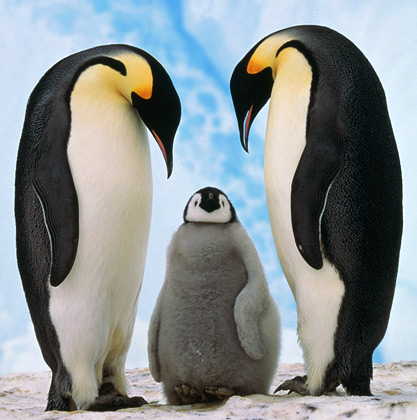 Emperor Penguin Emperor Penguin