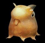 Dumbo Octopus