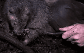 worlds biggest rat Worlds biggest rat