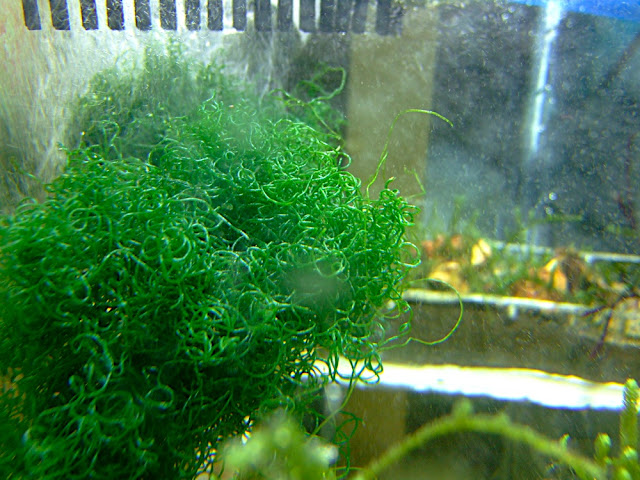 algue verte
