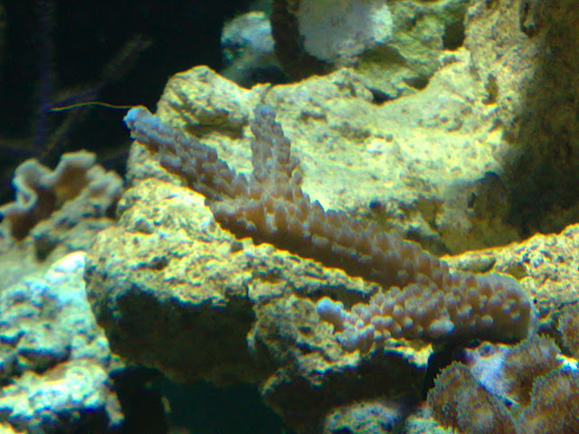 acropora sp pointe bleue acro pointe bleue
