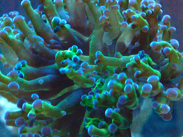 euphylia divisa