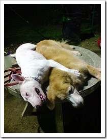 cutedogs