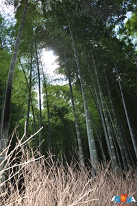 DSC_0319 DSC_0319