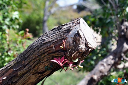DSC_0331 DSC_0331