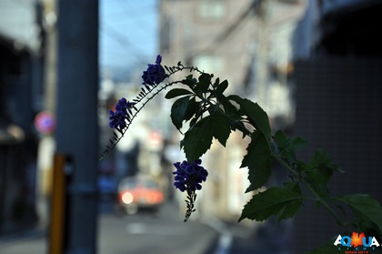 DSC_0769 DSC_0769