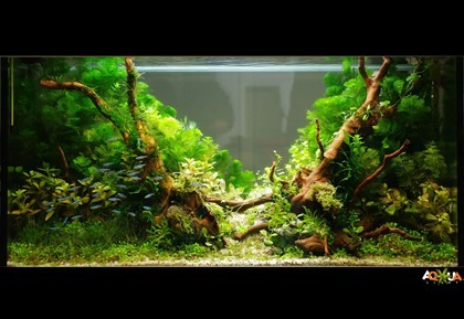 gentle forest_1 gentle forest_1