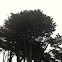 Cypress tree