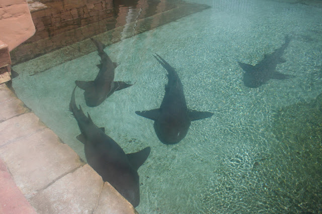 a group of sharks swimming in a pool