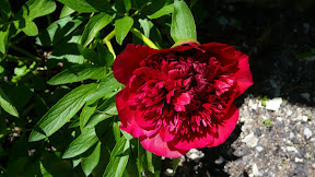 Pivoine du jardin