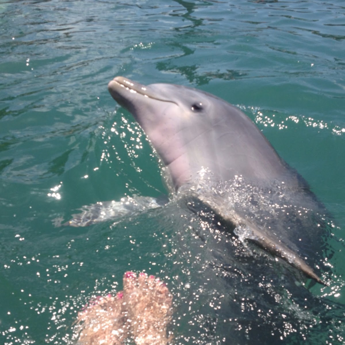 Common bottlenose dolphin