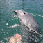 Common bottlenose dolphin