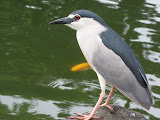 Black Crowned Night Heron (Nycticorax nycticorax) at the Chiang Kai-shek Memorial Hall