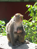 momma with baby monkey