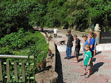 monkeys everywhere
