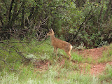 IMG_1252.JPG