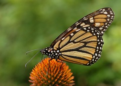 [Monarch_Butterfly_Danaus_plexippus_on_Echinacea_purpurea_2800px[5].jpg]