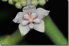 hoya globulosa