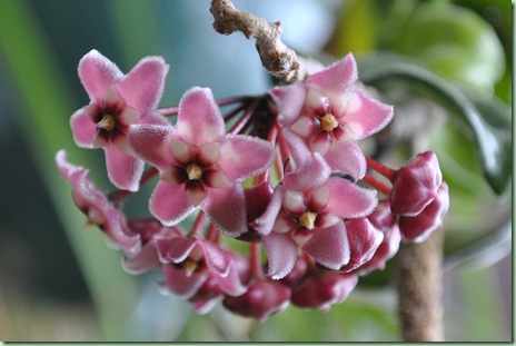 Hoya carnosa compacta