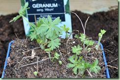 Geranium sang. 'Album' Geranium sang. 'Album'