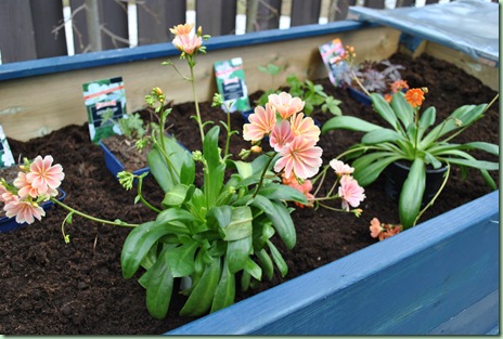 Lewisia Lewisia