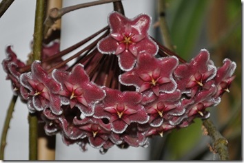 Hoya Publicalix 'Silver Pink' Hoya Publicalix 'Silver Pink'