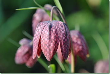 fritillaria meleagris