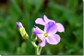 aubrieta aubrieta