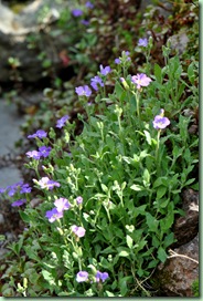 aubrieta aubrieta